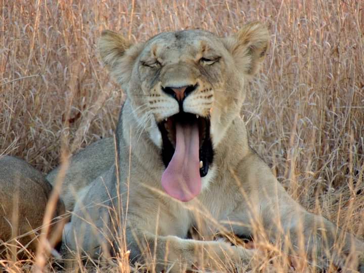 Photo 4 at Ruaha National Park in Iringa
