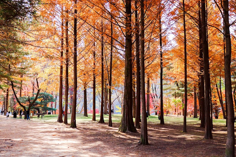 Photo 1 at Nami Island in Chuncheon