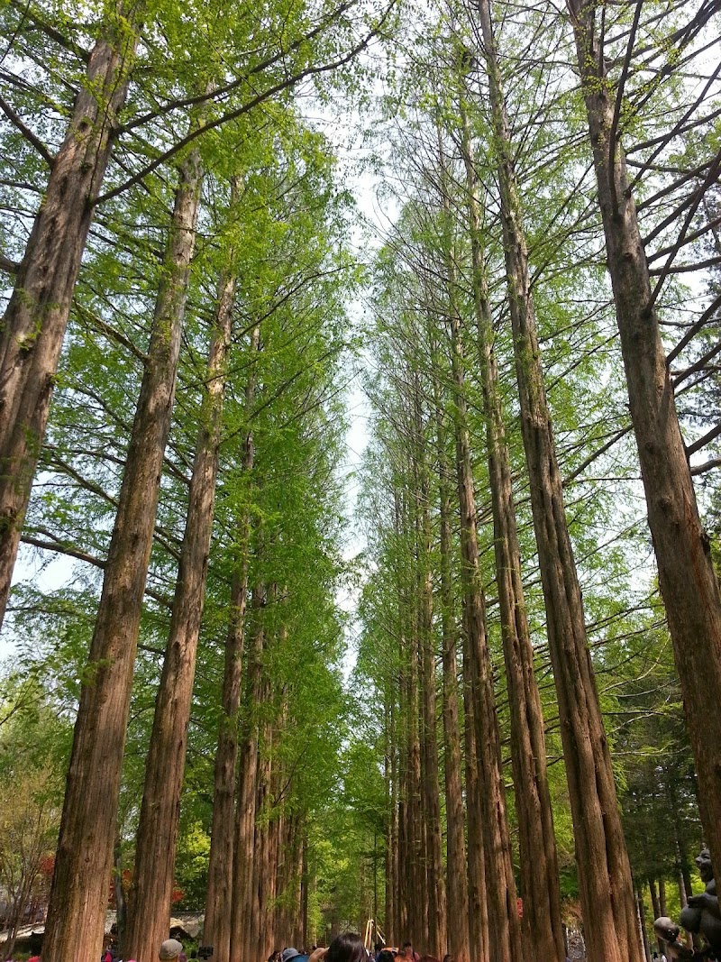 Photo 5 at Nami Island in Chuncheon