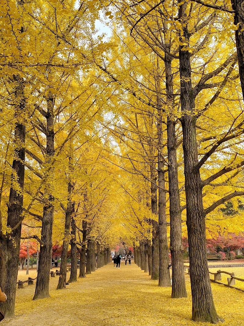 Nami Island in Chuncheon