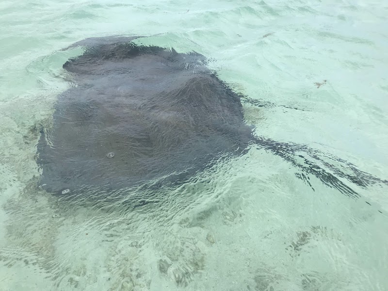 Photo 4 at Stingray City Antigua in Willikies