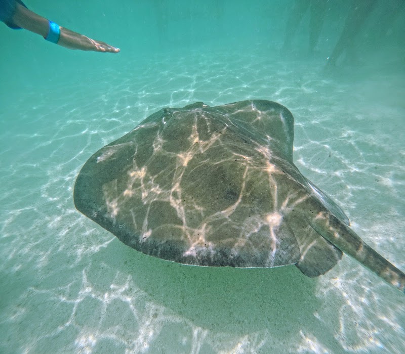 Photo 5 at Stingray City Antigua in Willikies