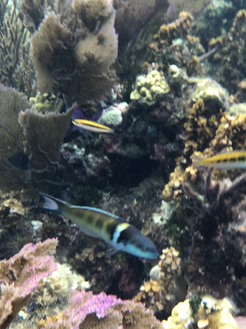 Photo 3 at Great Blue Hole in 