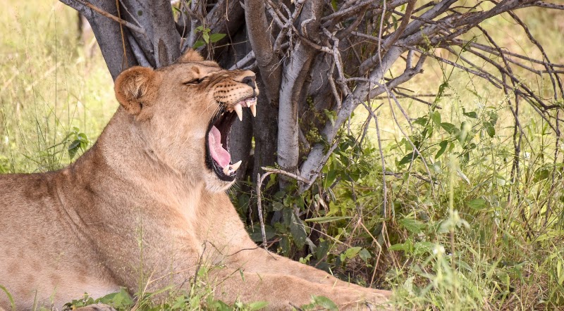 Photo 5 at Letaka Safaris in Maun