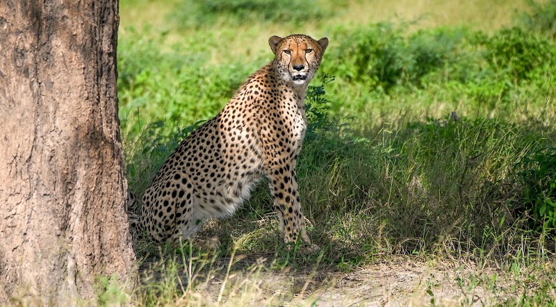 Photo 1 at Letaka Safaris in Maun