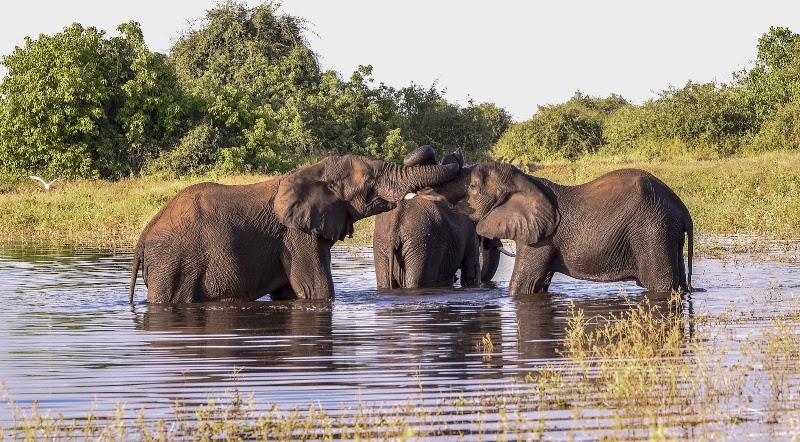 Letaka Safaris in Maun