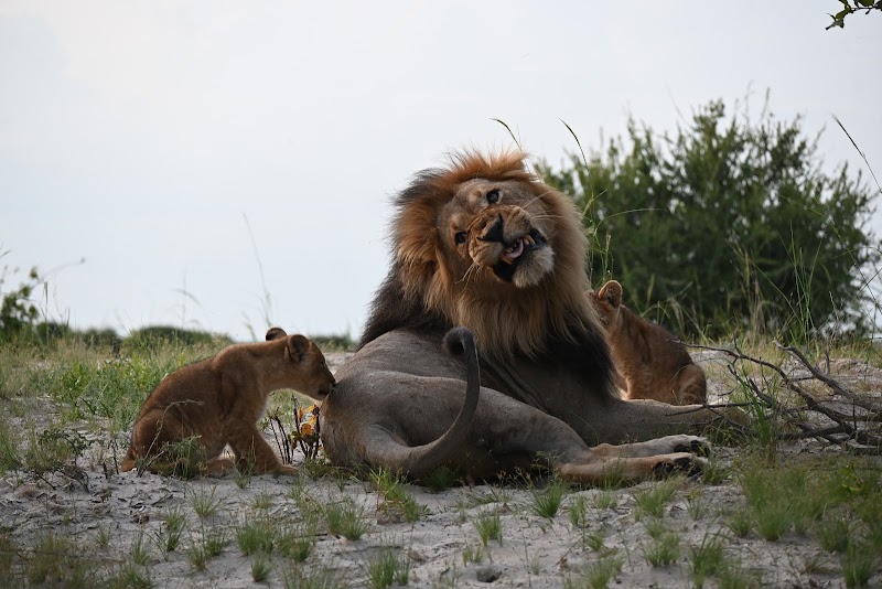 Photo 3 at Letaka Safaris in Maun