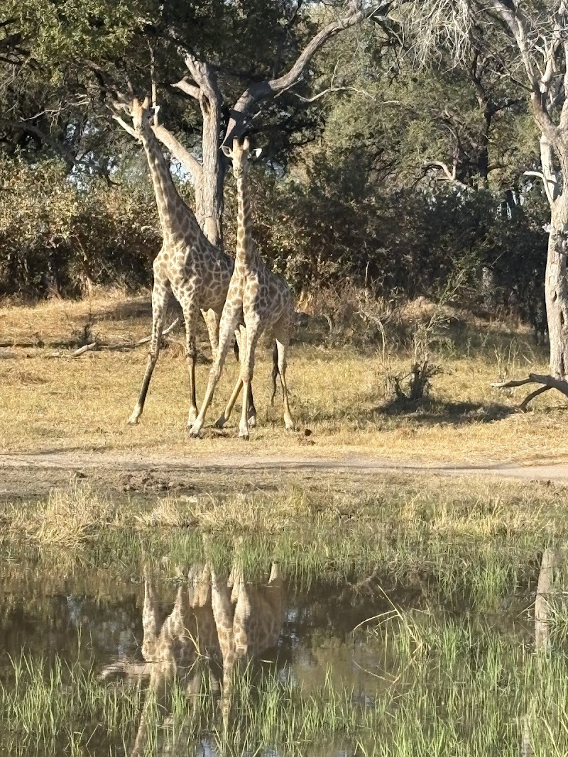 Photo 6 at Letaka Safaris in Maun