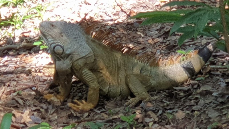 Photo 1 at Roatán in 