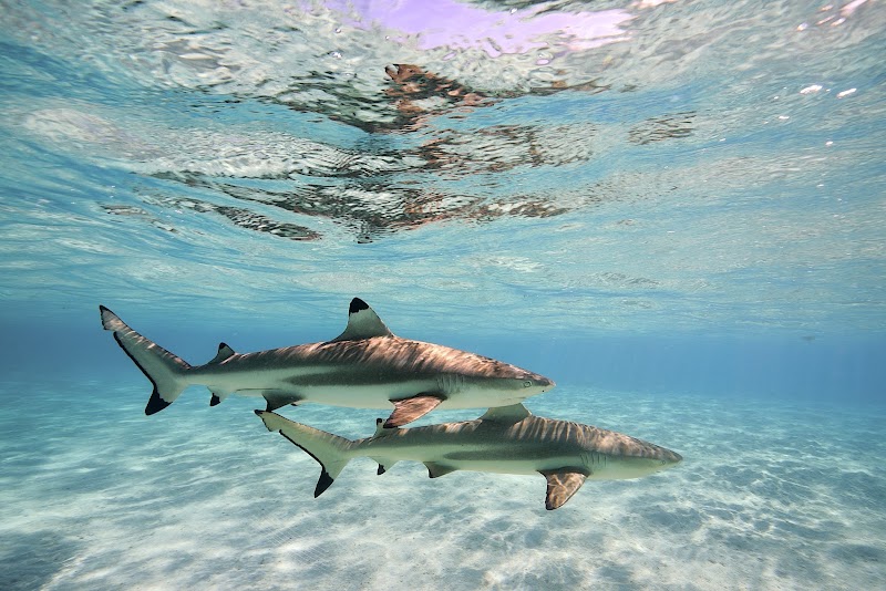 Photo 2 at Moorea Ocean Adventures in Moorea
