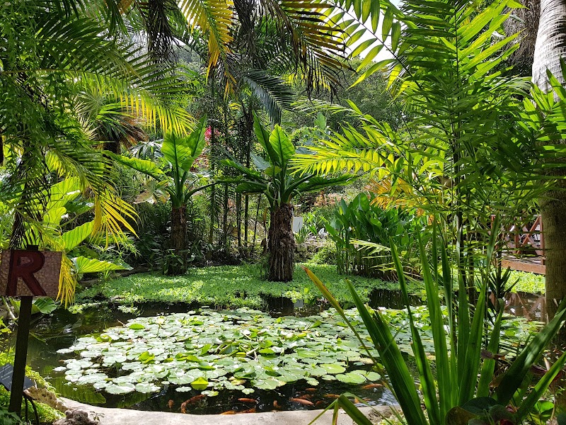 Photo 6 at Andromeda Botanic Gardens in Bathsheba