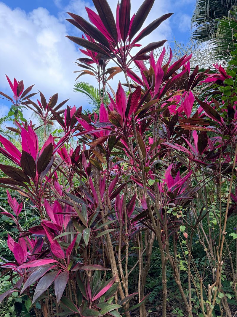 Photo 5 at Andromeda Botanic Gardens in Bathsheba