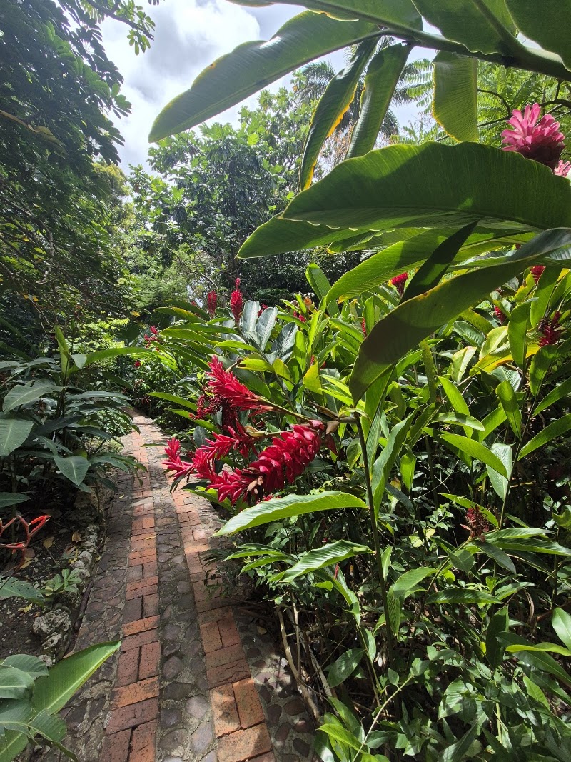 Photo 4 at Andromeda Botanic Gardens in Bathsheba