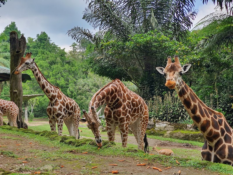 Taman Safari Indonesia Bogor in Kecamatan Cisarua