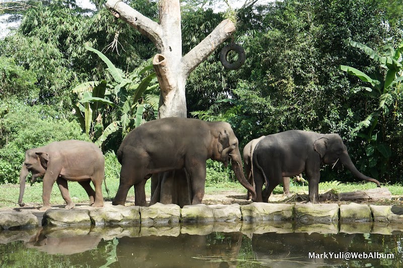 Photo 4 at Taman Safari Indonesia Bogor in Kecamatan Cisarua
