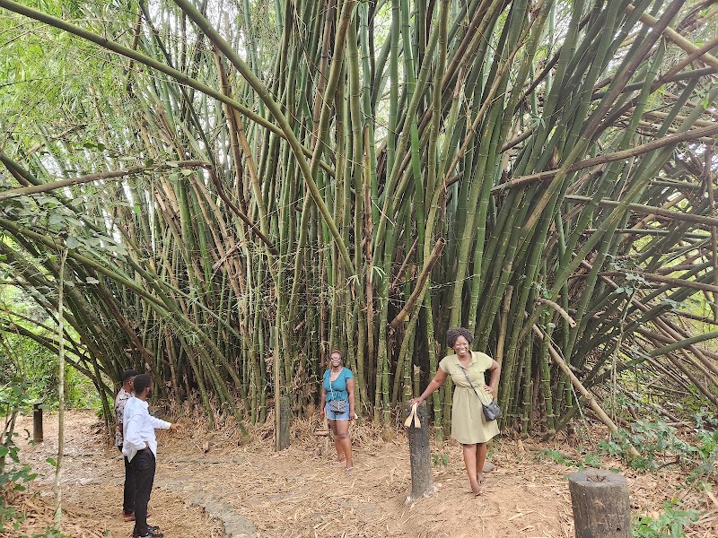 Photo 4 at Kakum National Park in 