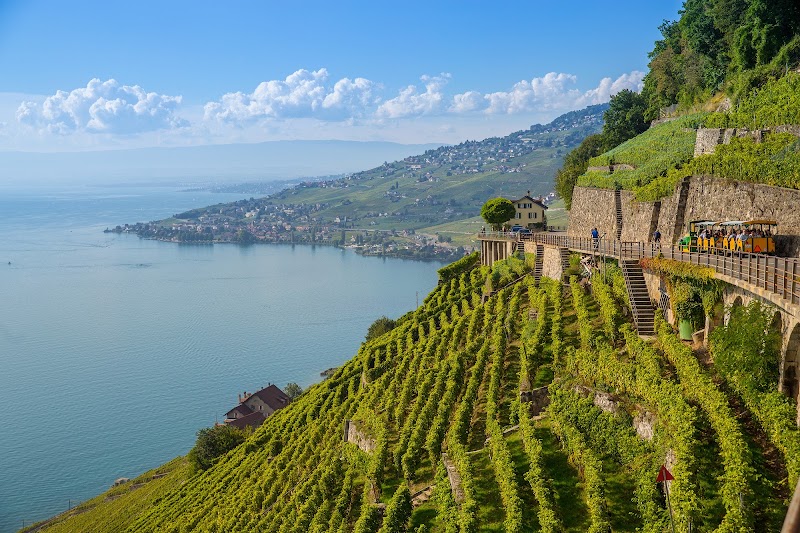 Les vignes de Lavaux in Bourg-en-Lavaux