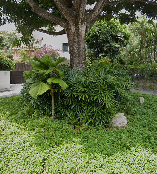 Photo 2 at Great Shelford Tree in Singapore