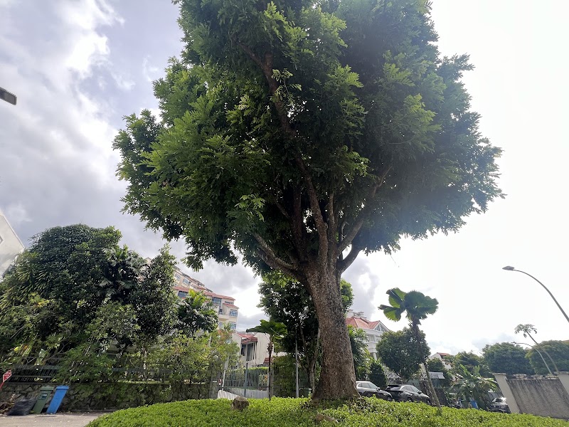 Great Shelford Tree in Singapore