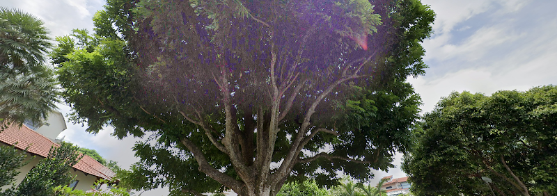 Photo 3 at Great Shelford Tree in Singapore