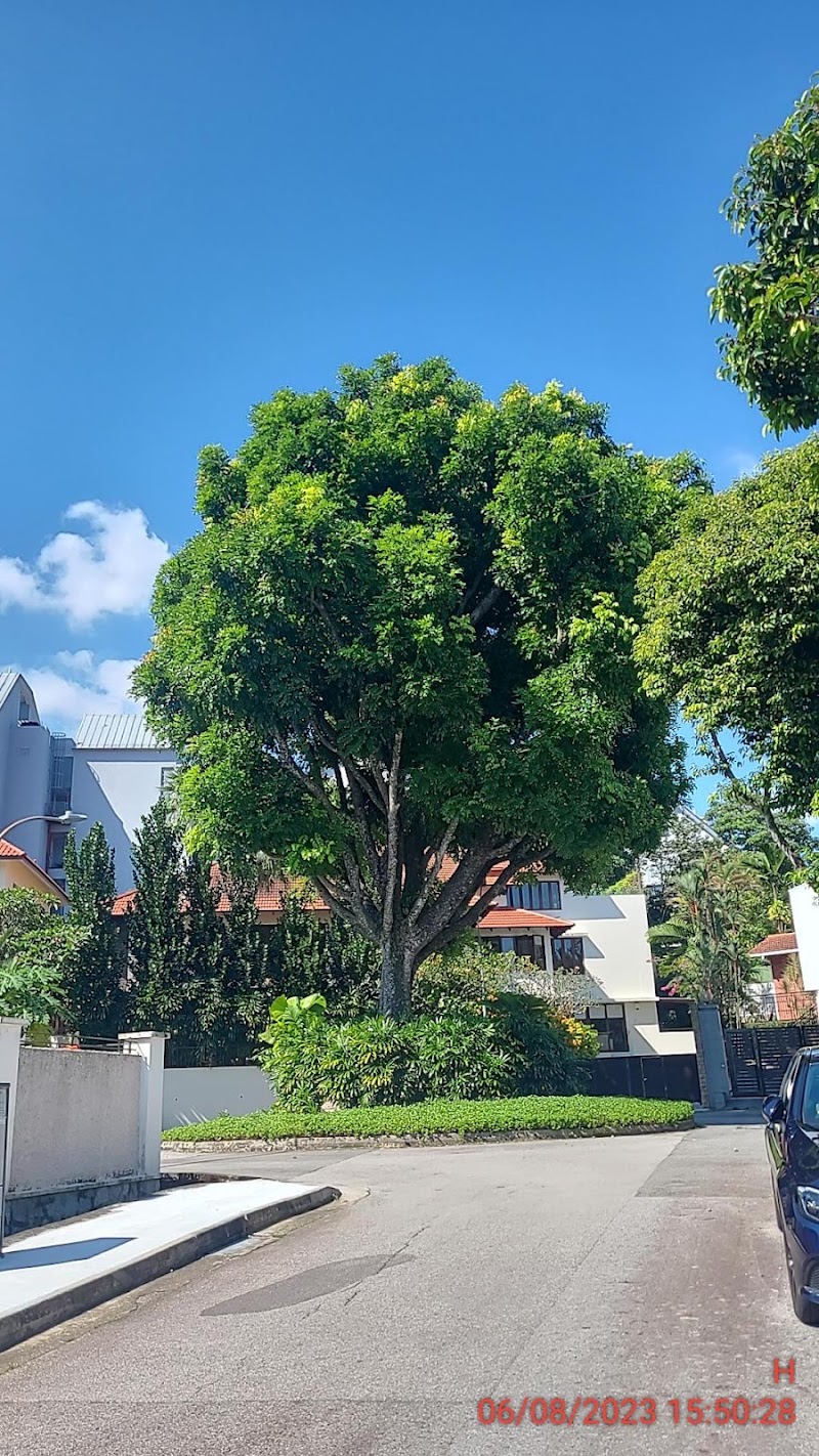 Photo 6 at Great Shelford Tree in Singapore
