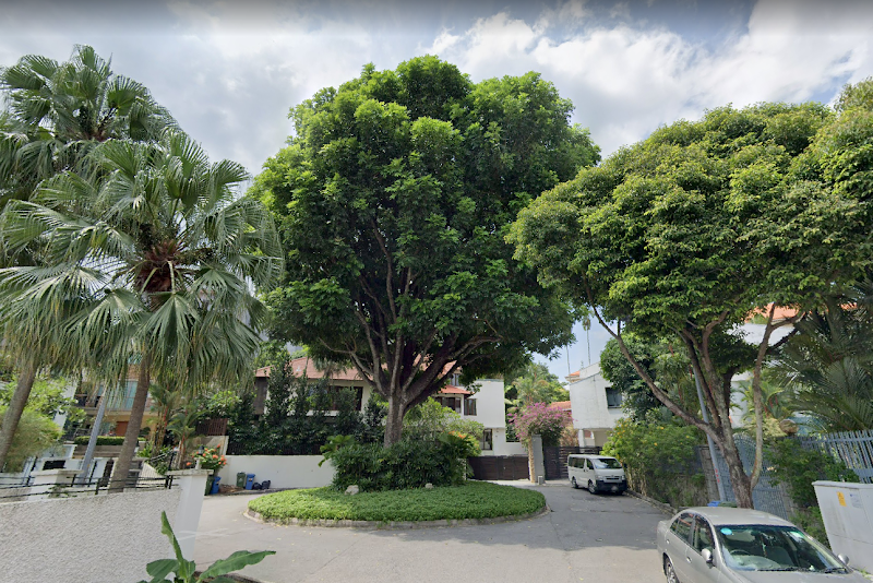 Photo 5 at Great Shelford Tree in Singapore