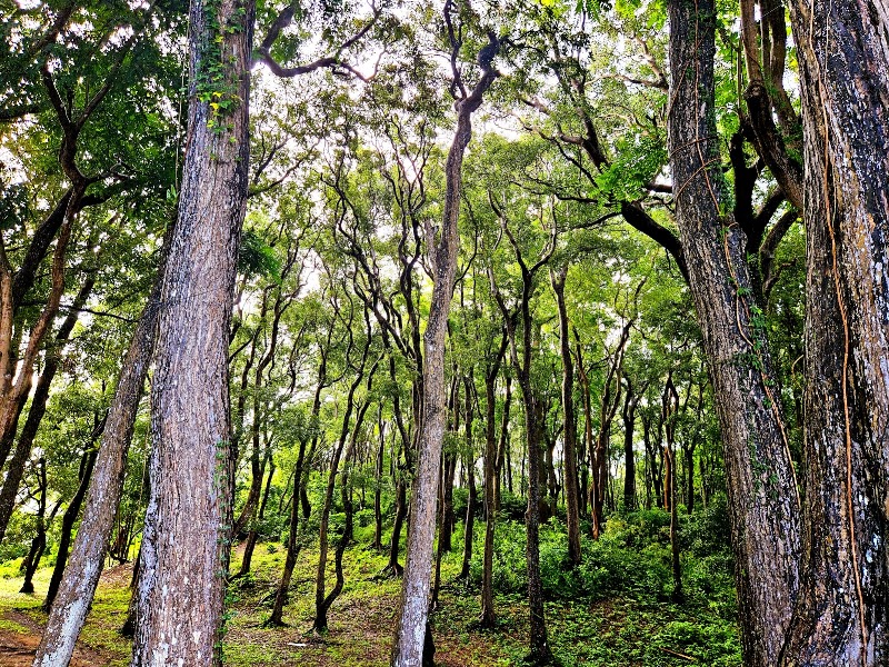 Photo 5 at Farley Hill National Park in Benny Hall
