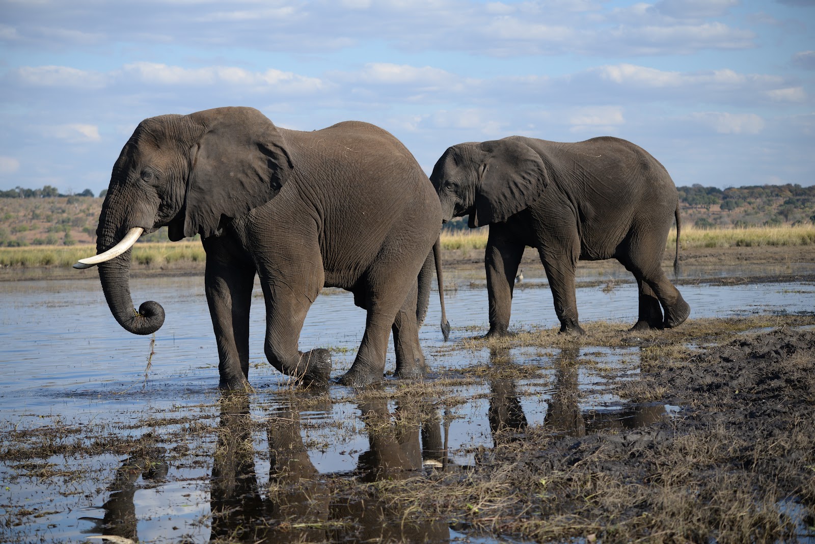 Chobe Morning River Safari in Kasane