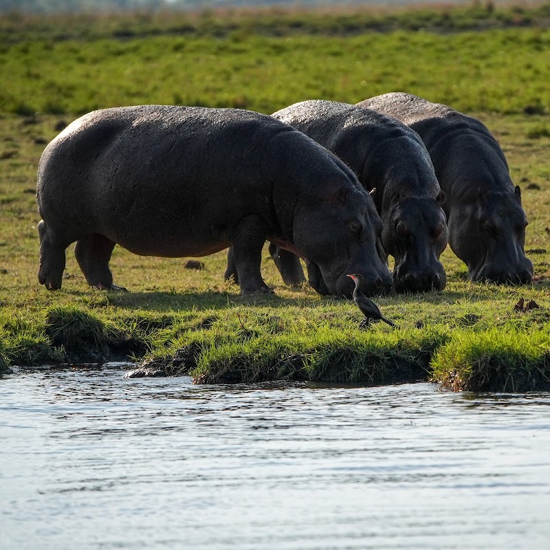 Photo 3 at Chobe Morning River Safari in Kasane