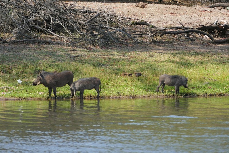 Photo 6 at Chobe Morning River Safari in Kasane