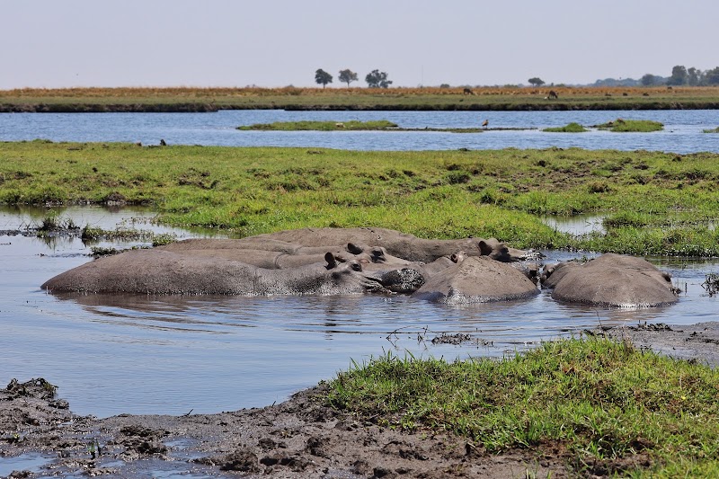 Photo 1 at Chobe Morning River Safari in Kasane