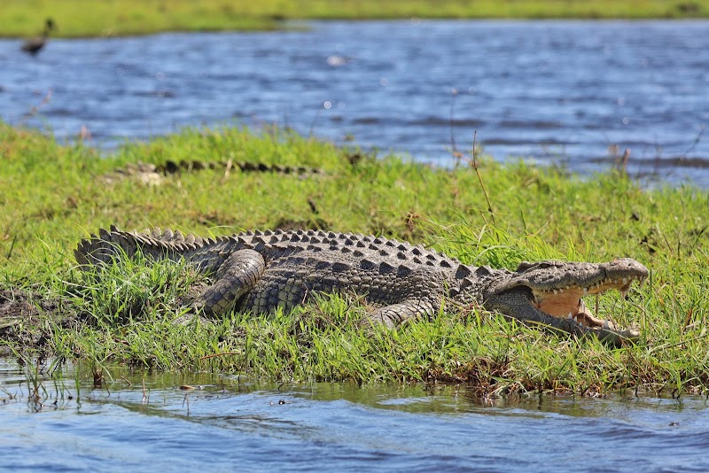 Photo 2 at Chobe Morning River Safari in Kasane