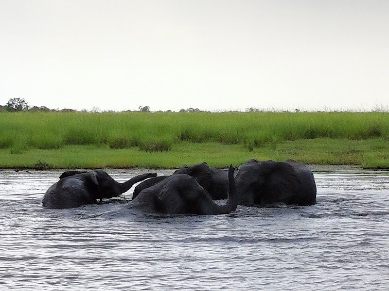 Photo 5 at Chobe Morning River Safari in Kasane