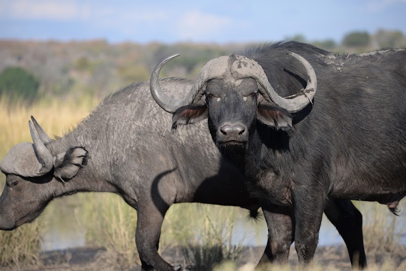 Photo 4 at Chobe Morning River Safari in Kasane