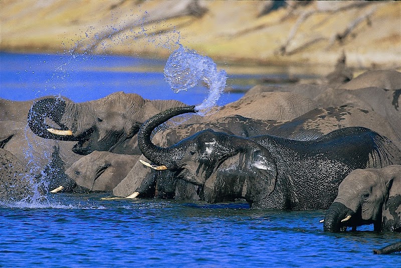 Photo 5 at Chobe Game Lodge in Serondela