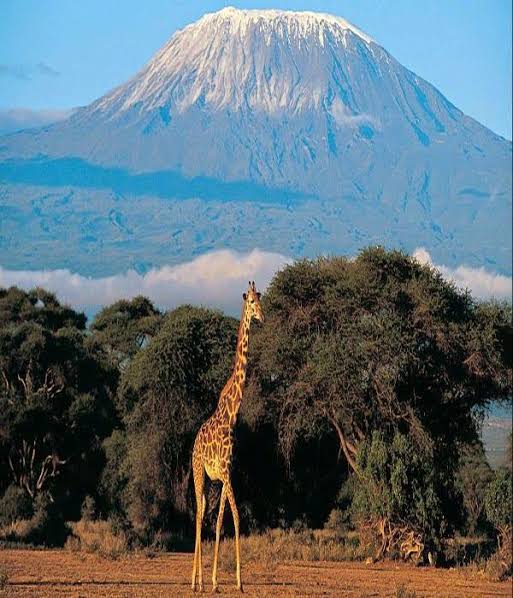 Mount Kilimanjaro National Park in Gilman's Point