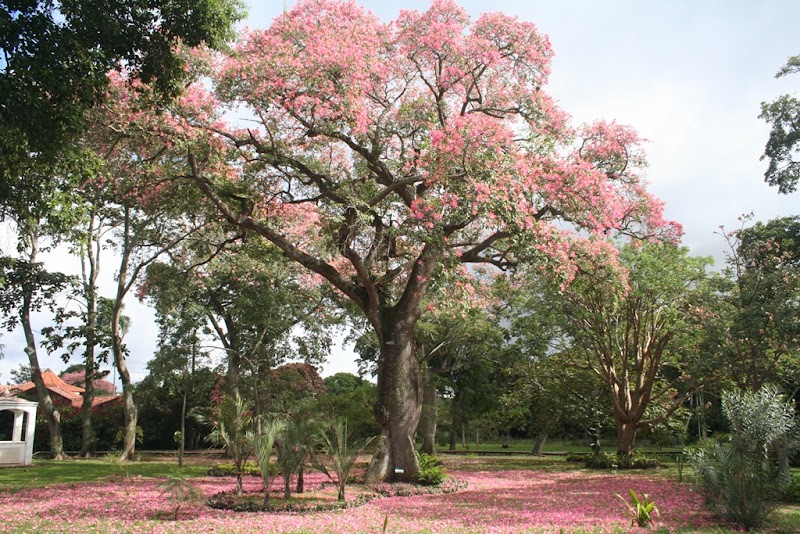 Santa Cruz de la Sierra Botanical Garden in Santa Cruz de la Sierra