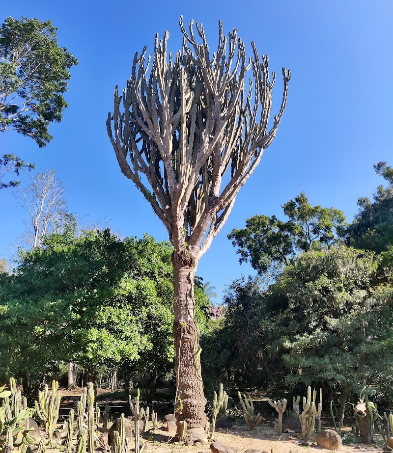 Photo 3 at Santa Cruz de la Sierra Botanical Garden in Santa Cruz de la Sierra