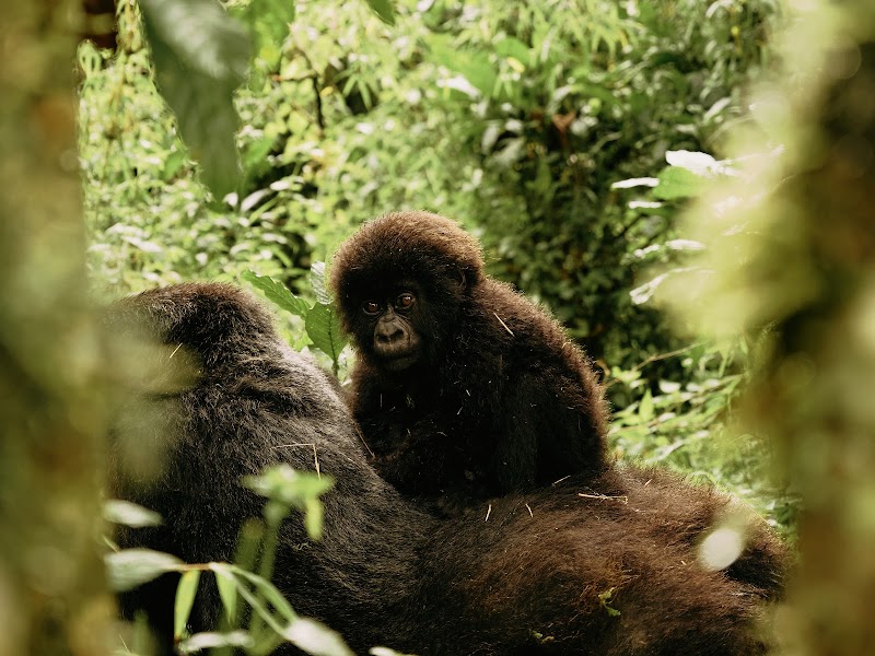 Photo 6 at One&Only Gorilla's Nest in Ruhengeri