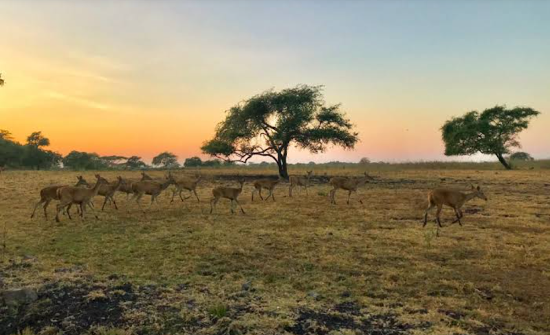 Photo 2 at Baluran National Park in Kecamatan Banyuputih