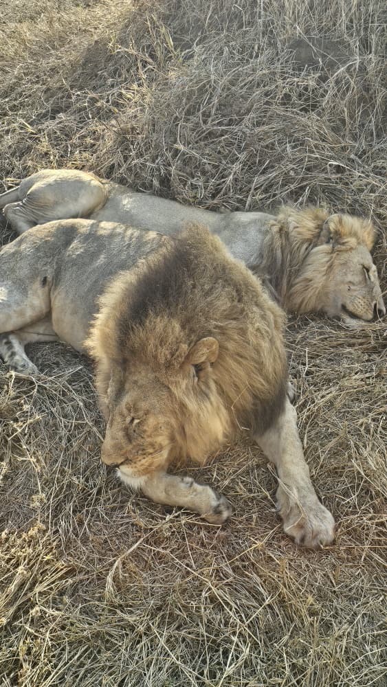 Photo 4 at KILINGE ADVENTURES: Best Tanzania Tour Company Serengeti Safari Operator| Kilimanjaro climbing join Groups in Moshi & Arusha in Mkwawa