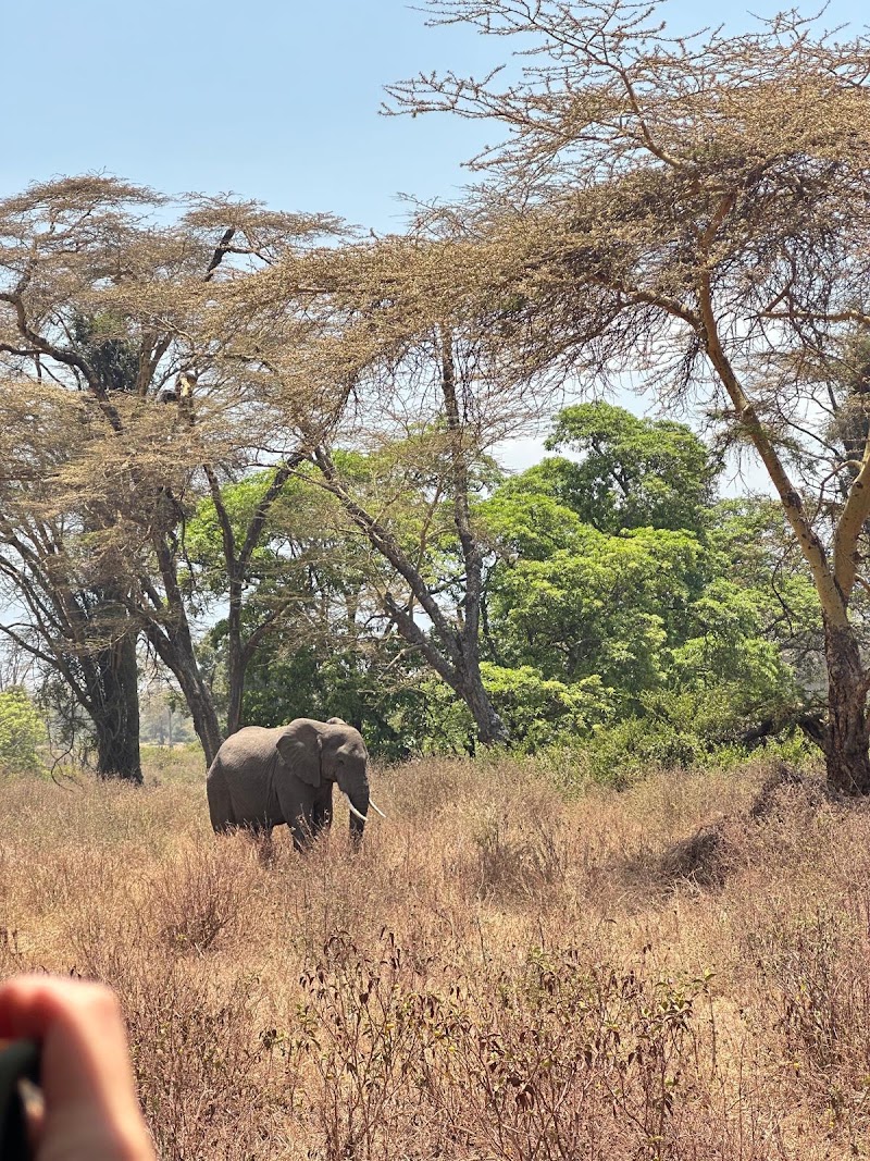 Photo 3 at KILINGE ADVENTURES: Best Tanzania Tour Company Serengeti Safari Operator| Kilimanjaro climbing join Groups in Moshi & Arusha in Mkwawa