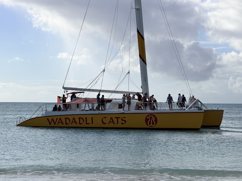 Wadadli Cats in Saint John's