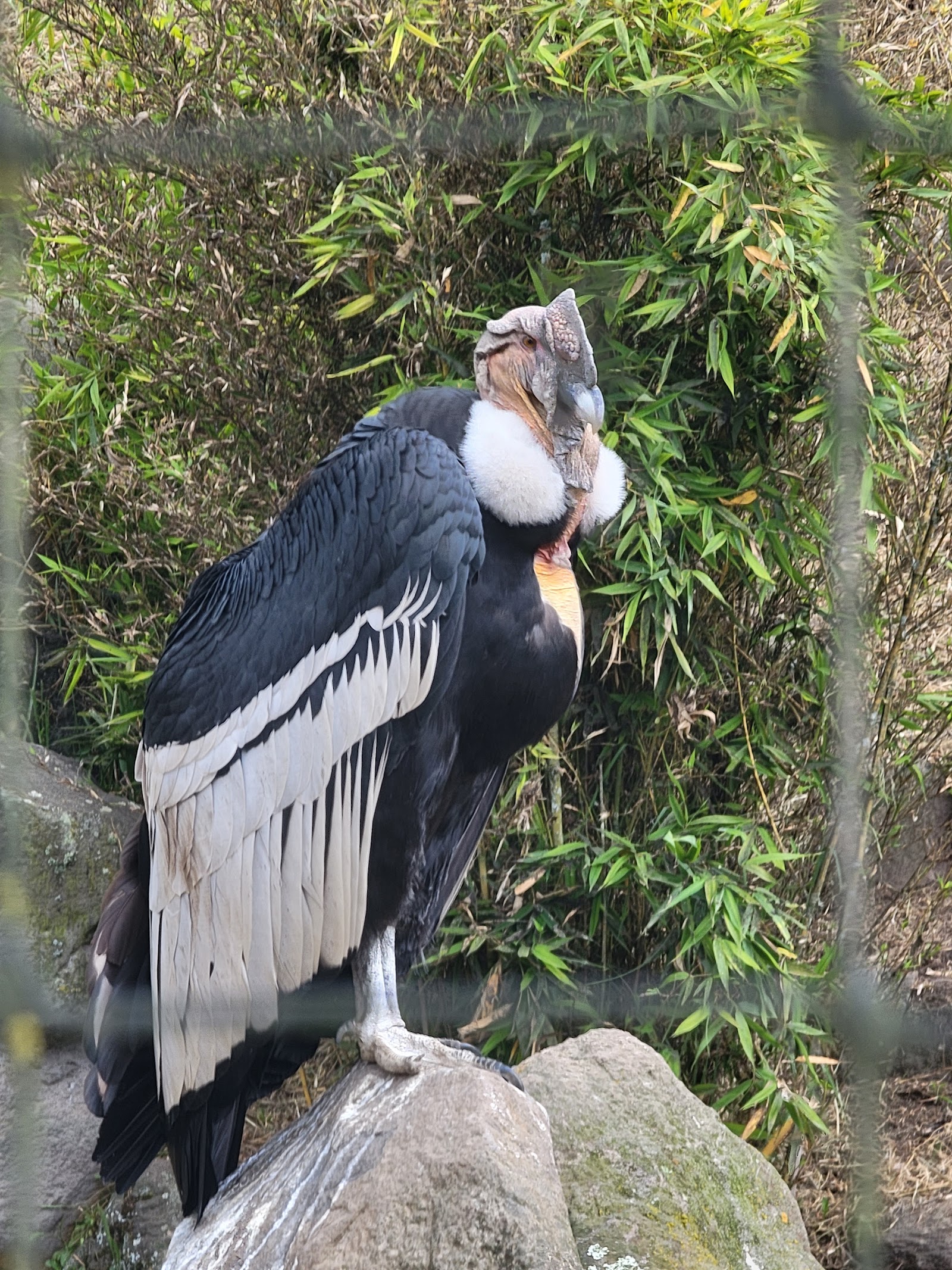 Condor Park in Otavalo