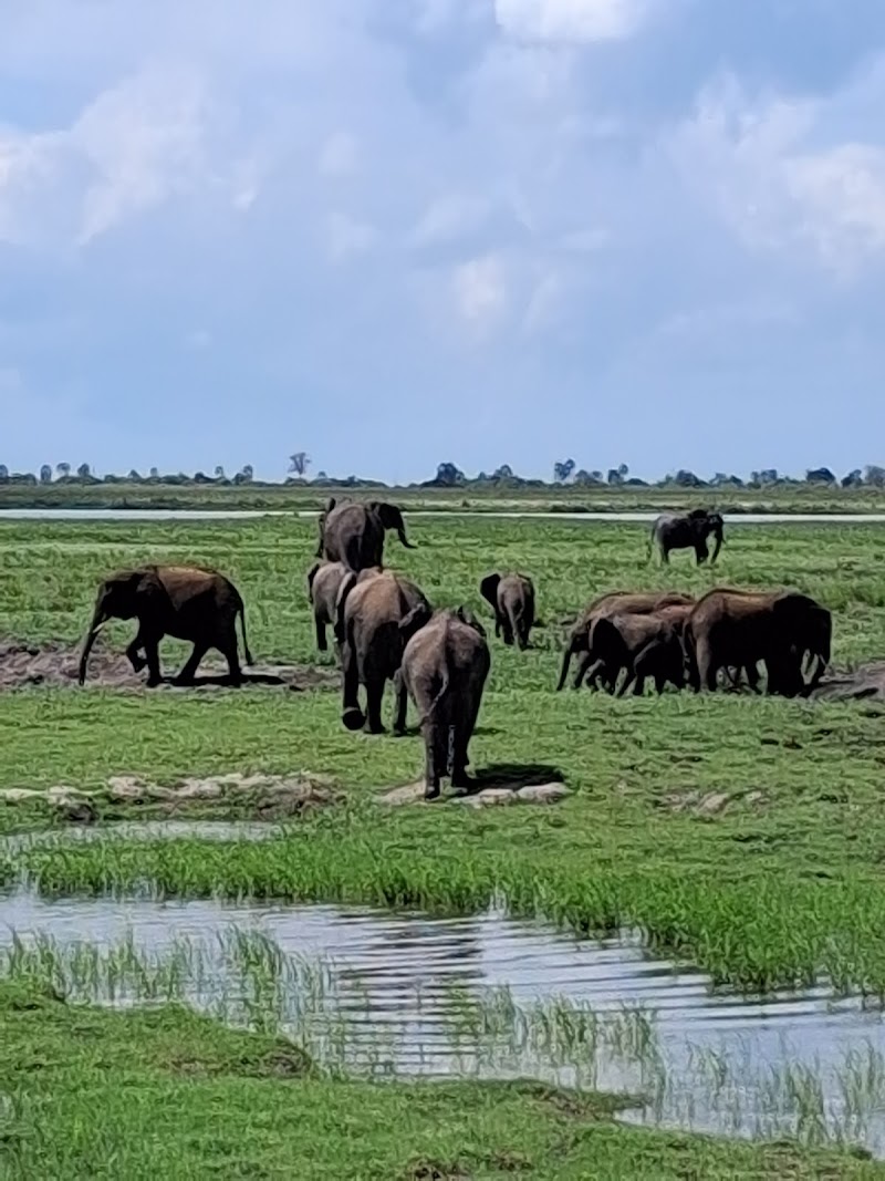 Photo 6 at Chobe National Park in 