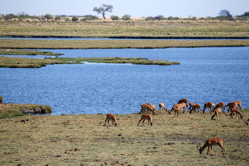 Photo 2 at Chobe National Park in 
