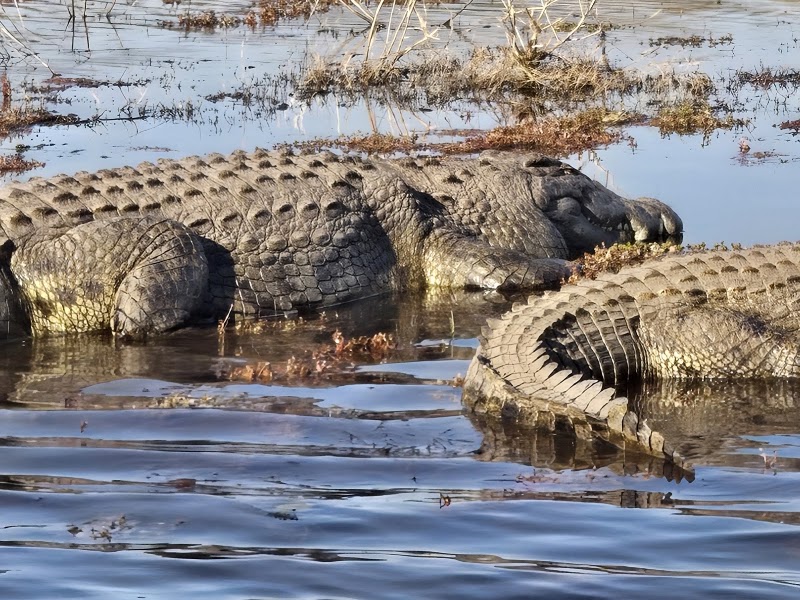 Photo 4 at Chobe National Park in 