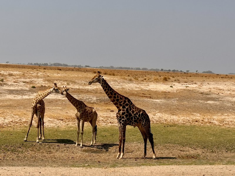 Photo 3 at Chobe National Park in 