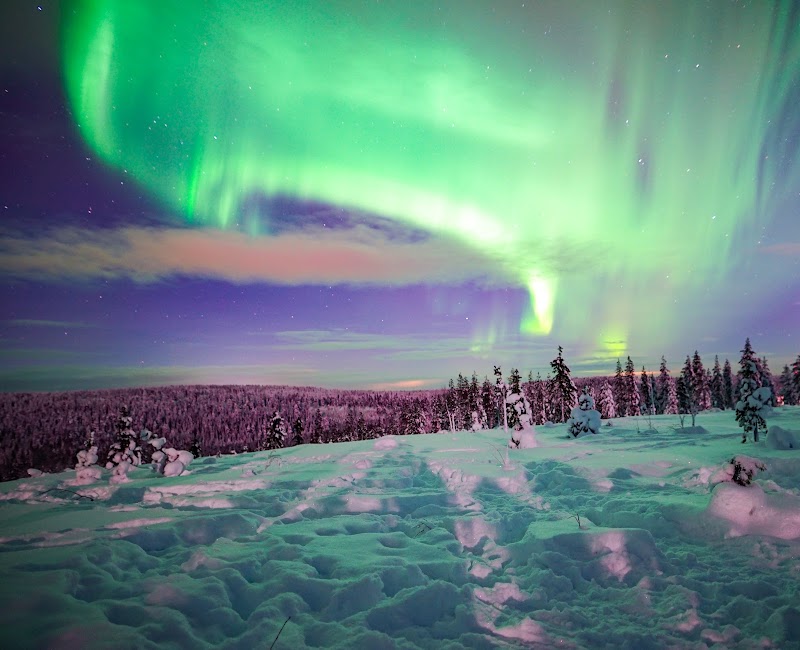 Wild About Lapland in Rovaniemi