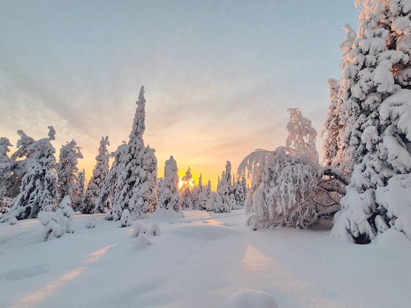 Photo 2 at Wild About Lapland in Rovaniemi
